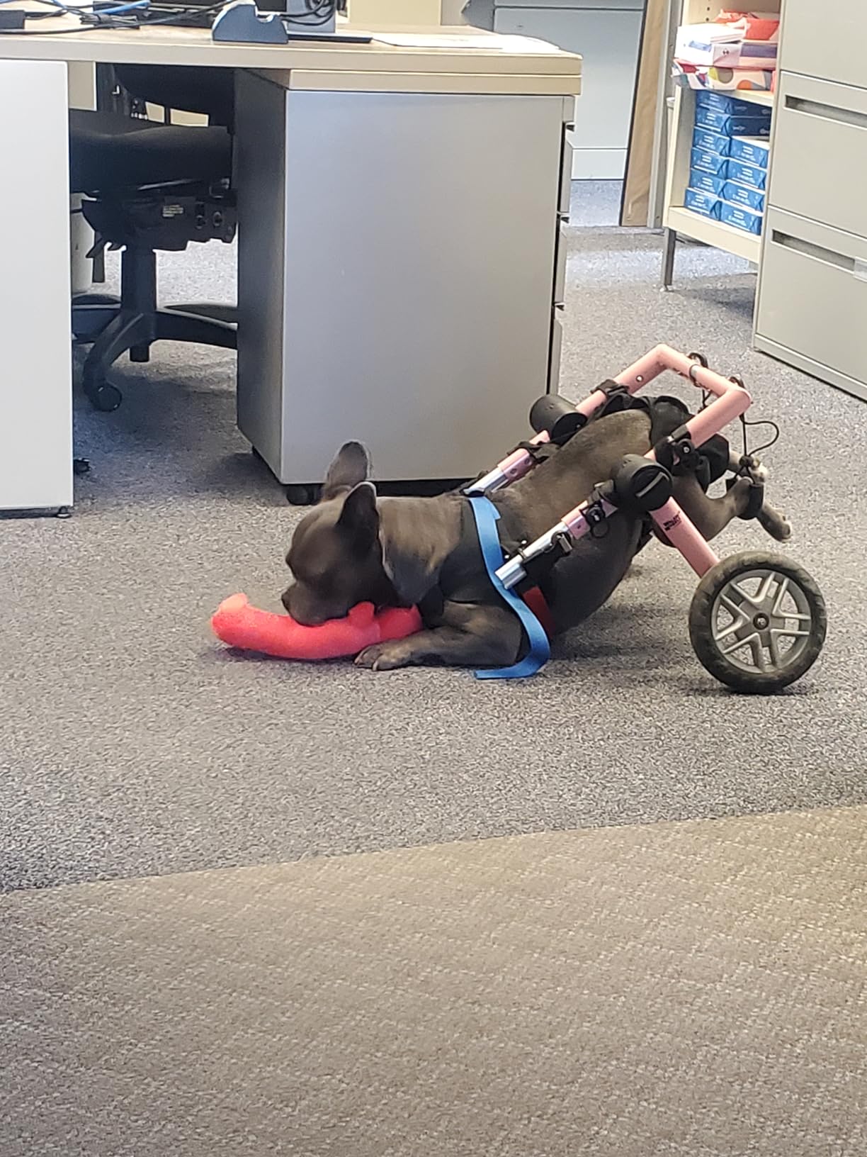 Walkin' Wheels Dog Wheelchair - for Medium Dogs 26-49 lbs - Veterinarian Approved - Dog Wheelchair for Back Legs customer photo 2