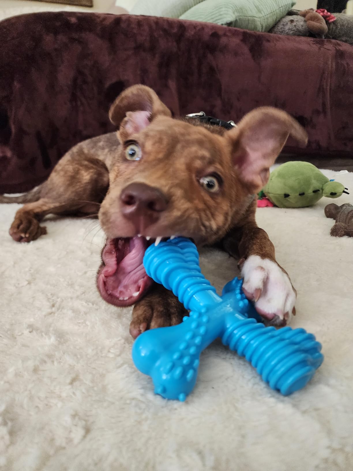 Nylabone Power Chew Comfort Hold X Bone Dog Chew Toy, Beef Flavor, Small | Small breeds, durable dog toys for dogs up to 25 lbs, teeth-cleaning textures, discourages destructive chewing, long lasting customer photo 1