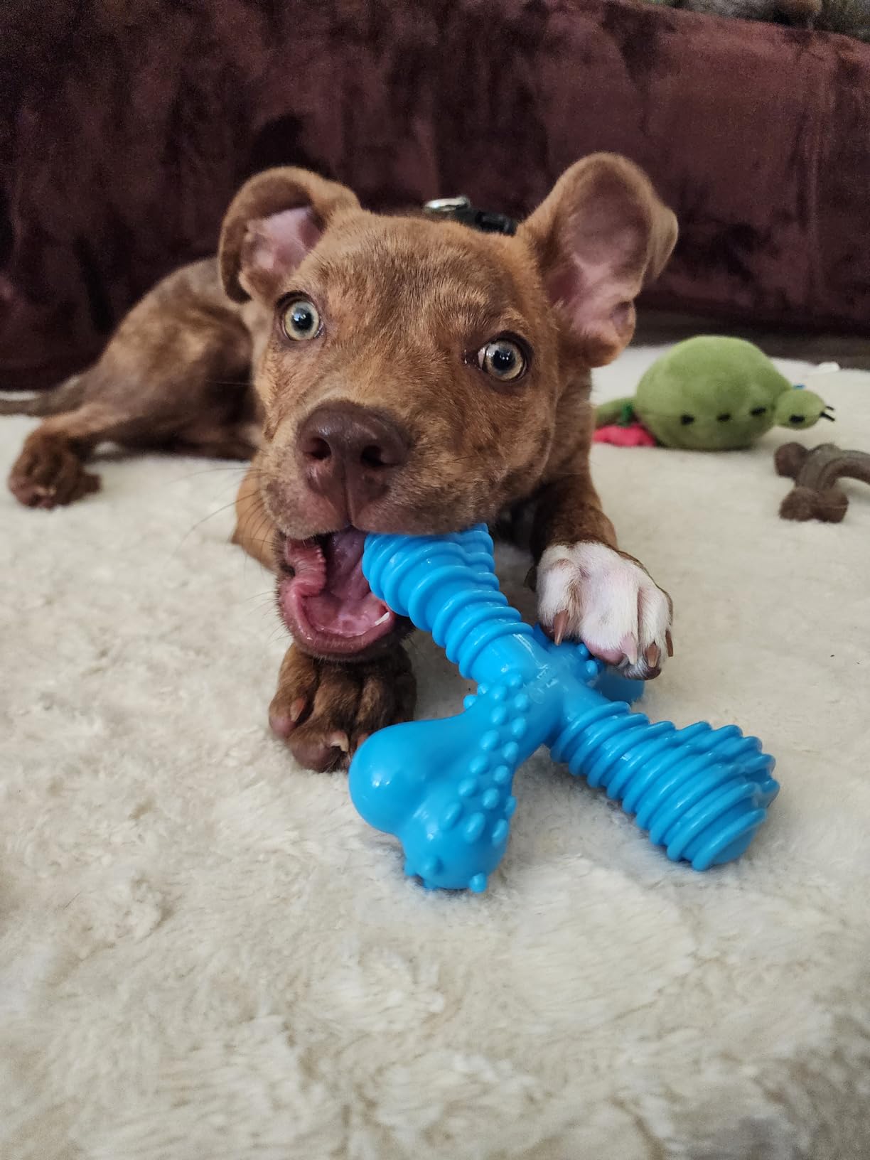 Nylabone Power Chew Comfort Hold X Bone Dog Chew Toy, Beef Flavor, Small | Small breeds, durable dog toys for dogs up to 25 lbs, teeth-cleaning textures, discourages destructive chewing, long lasting customer photo 2
