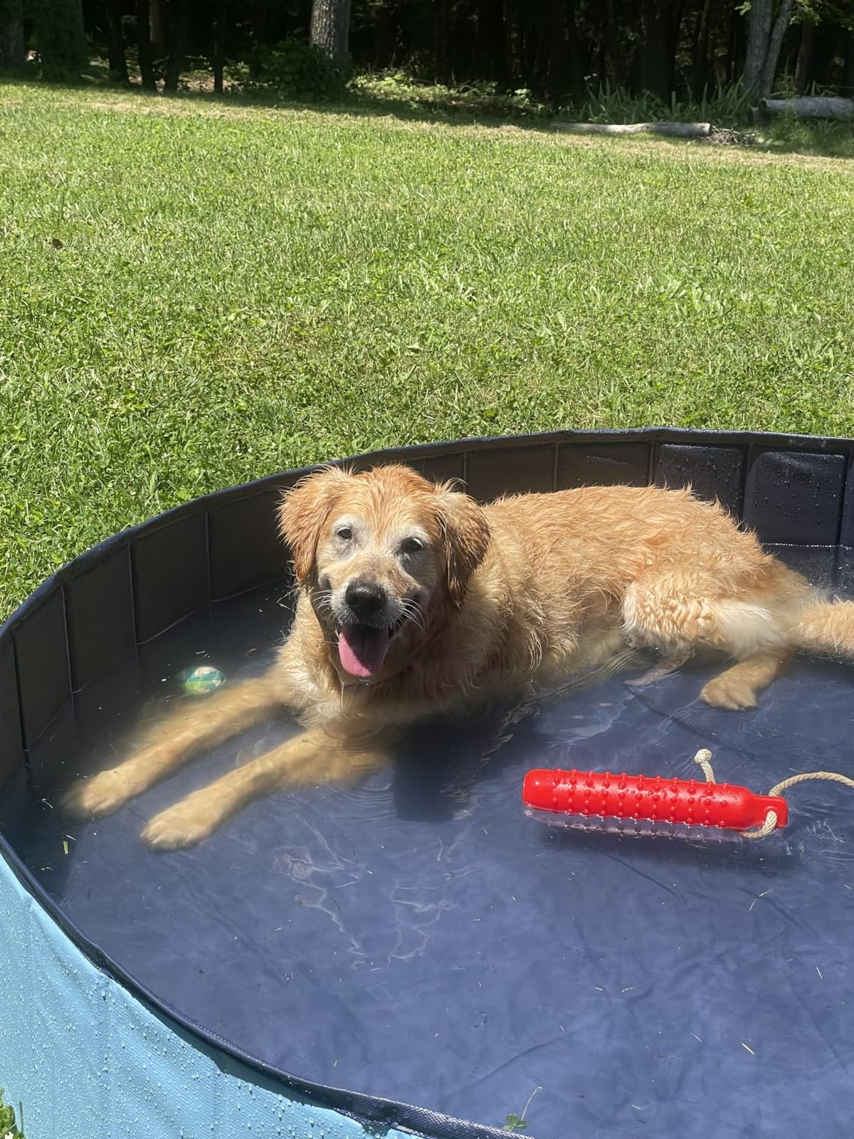 Jasonwell Foldable Dog Pet Bath Pool Collapsible Dog Pet Pool Bathing Tub Kiddie Pool Doggie Wading Pool for Puppy Small Medium Large Dogs Cats and Kids 48