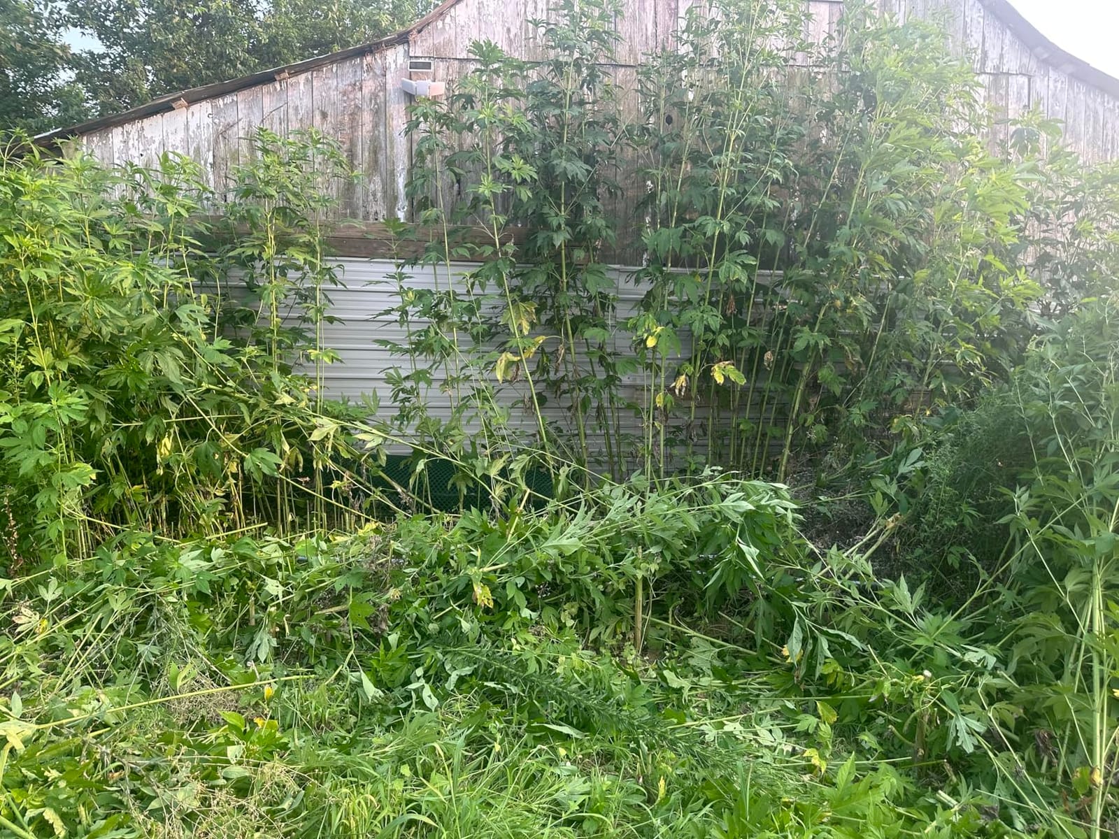 Greenworks 40V 20
