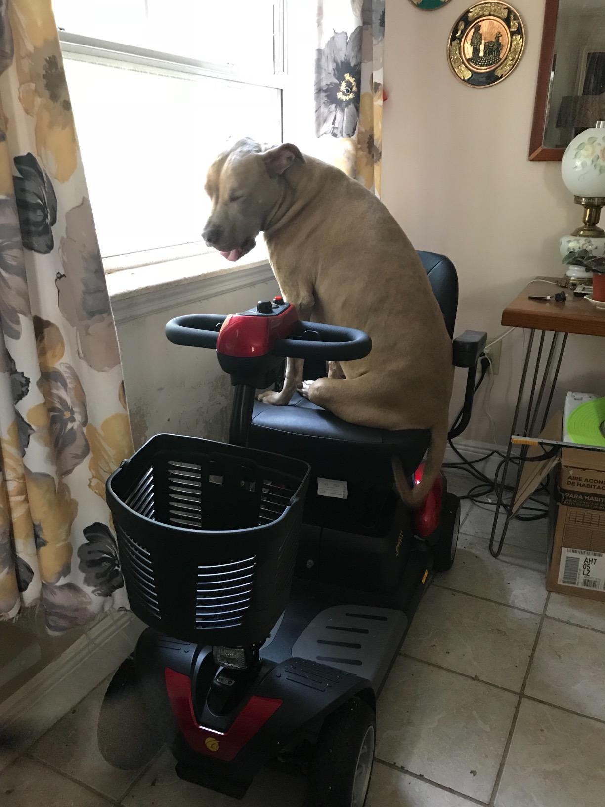 BUZZAROUND EX Extreme 4-Wheel Heavy Duty Long Range Travel Scooter, Red, 18-Inch Seat customer photo 2