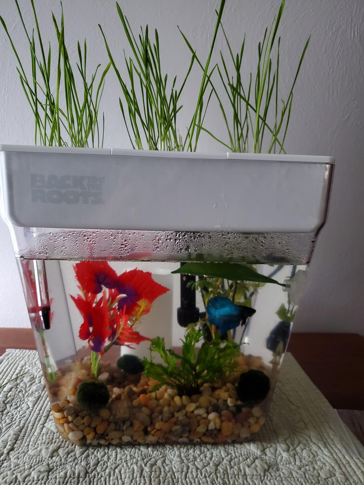 Back to the Roots Indoor Aquaponic Garden - 3 Gallon Self Watering, Mess-Free Planter and Self-Cleaning Fishtank for Herbs, Microgreens, Bamboo, Succulents, and Houseplants, support Fish customer photo 2