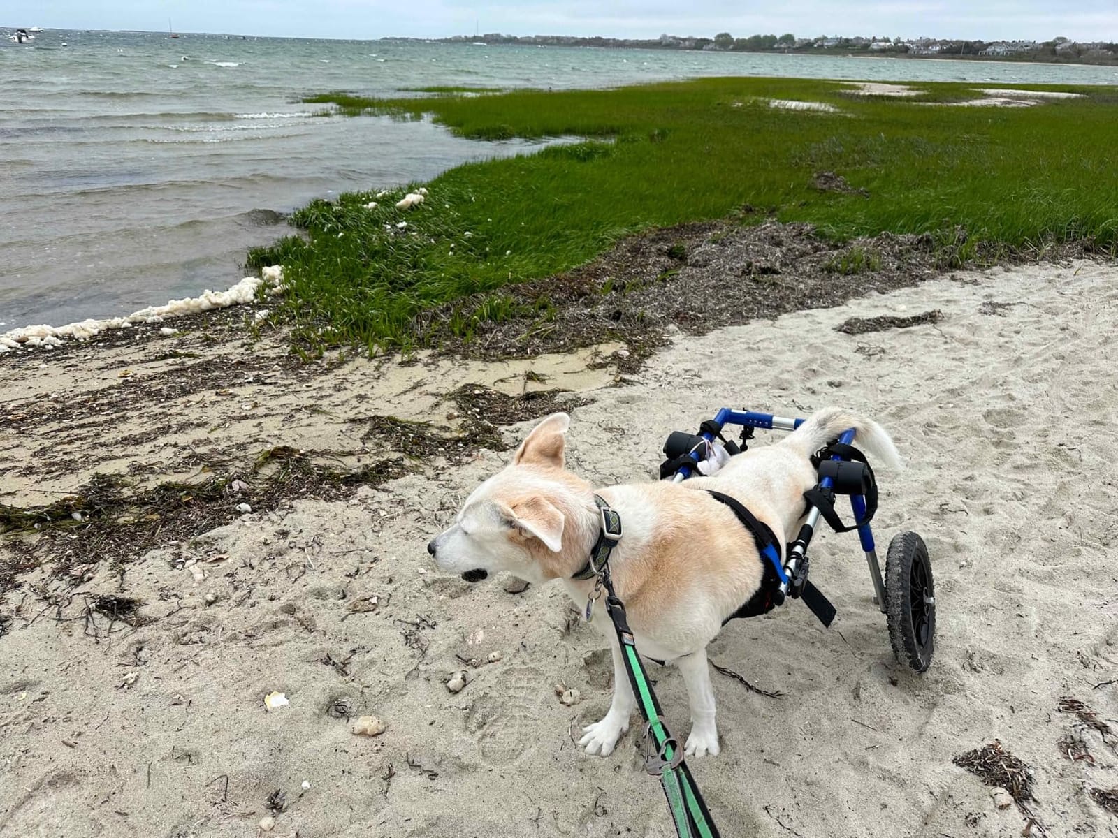 Walkin' Wheels Dog Wheelchair - for Med/Large Dogs 50-69 lbs - Veterinarian Approved - Dog Wheelchair for Back Legs customer photo 1