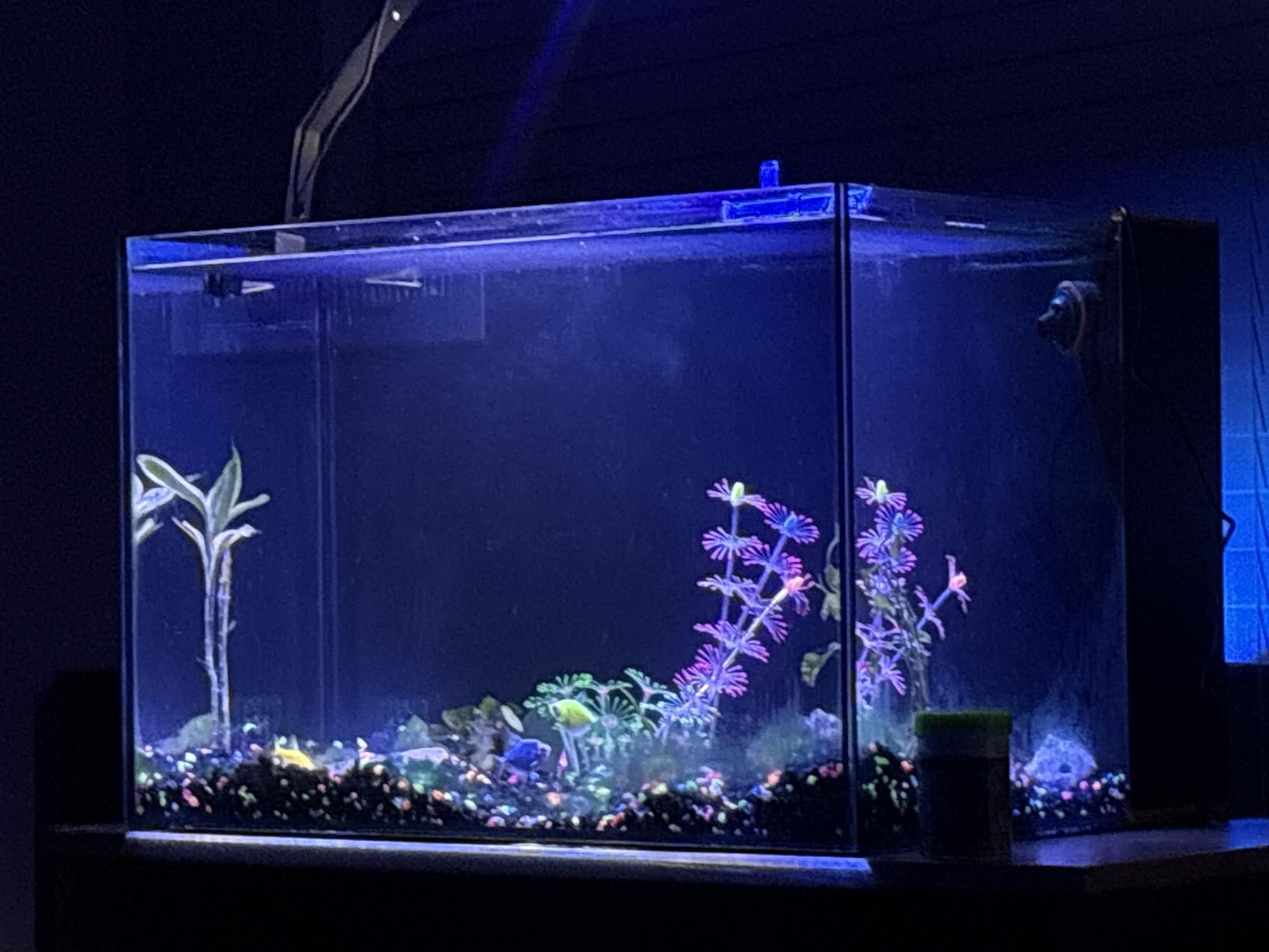 60P 26.23 Gallon Ultra Clear All Glass Rimless Low Iron Aquarium Tank with Rear Filtration Chamber for Salt and Fresh (Return Pump Included) 23.6Wx17.7Dx15.8H in(60x45x40cm) 8mm Thickness customer photo 1