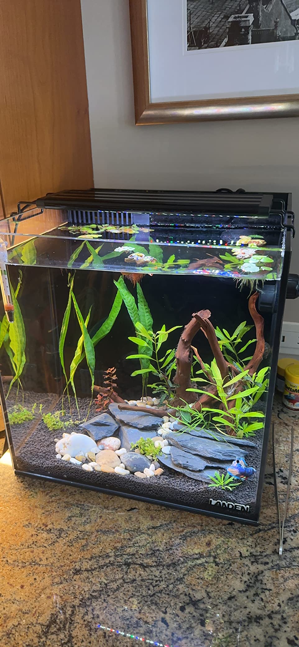 60P 26.23 Gallon Ultra Clear All Glass Rimless Low Iron Aquarium Tank with Rear Filtration Chamber for Salt and Fresh (Return Pump Included) 23.6Wx17.7Dx15.8H in(60x45x40cm) 8mm Thickness customer photo 2