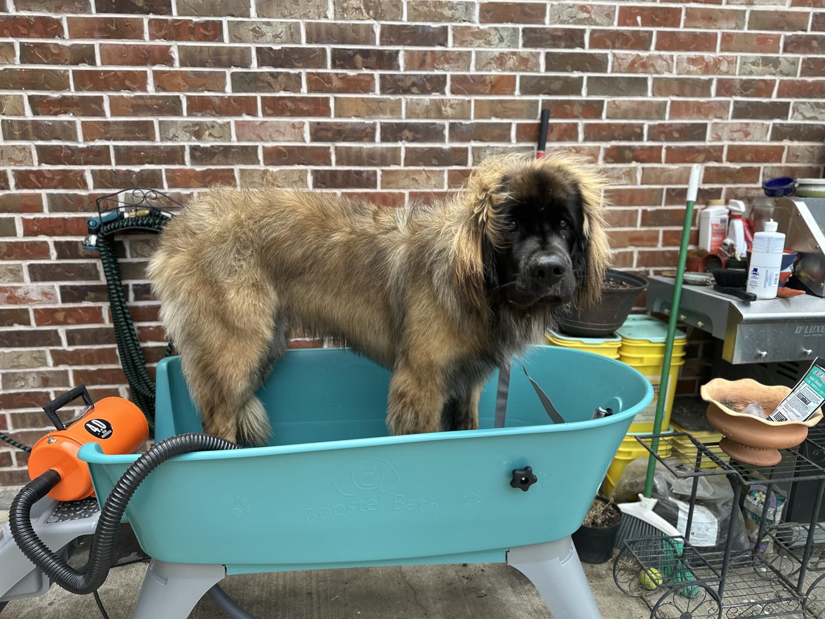 Elevated Pet Bathing X-Large with Step Combo (Combo), Teal, Model:BB-XL-Step customer photo 1