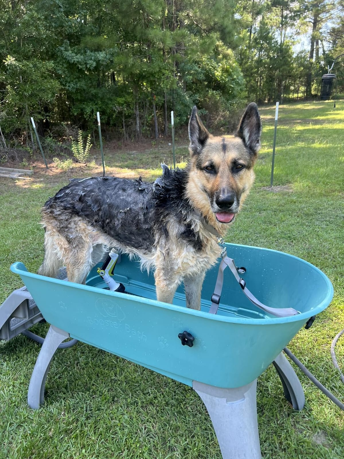 Elevated Pet Bathing X-Large with Step Combo (Combo), Teal, Model:BB-XL-Step customer photo 2
