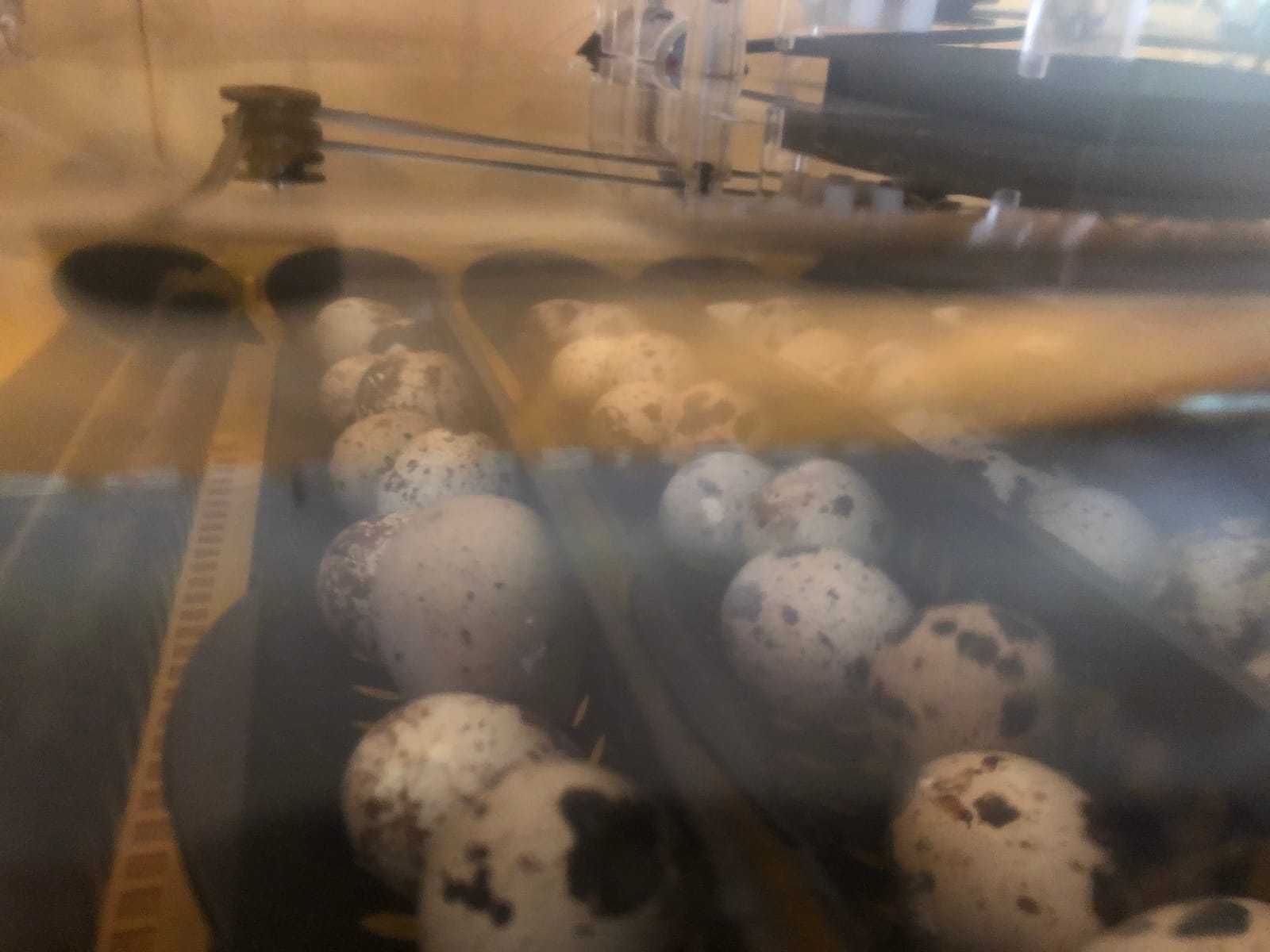Brinsea Ovation 56 EX Egg Incubator, Automatic Turning & Humidity Control | 50+ years of trusted precision! Built-in automatic humidity, auto-turn & temp alarms take the stress out of hatching 56 eggs customer photo 1
