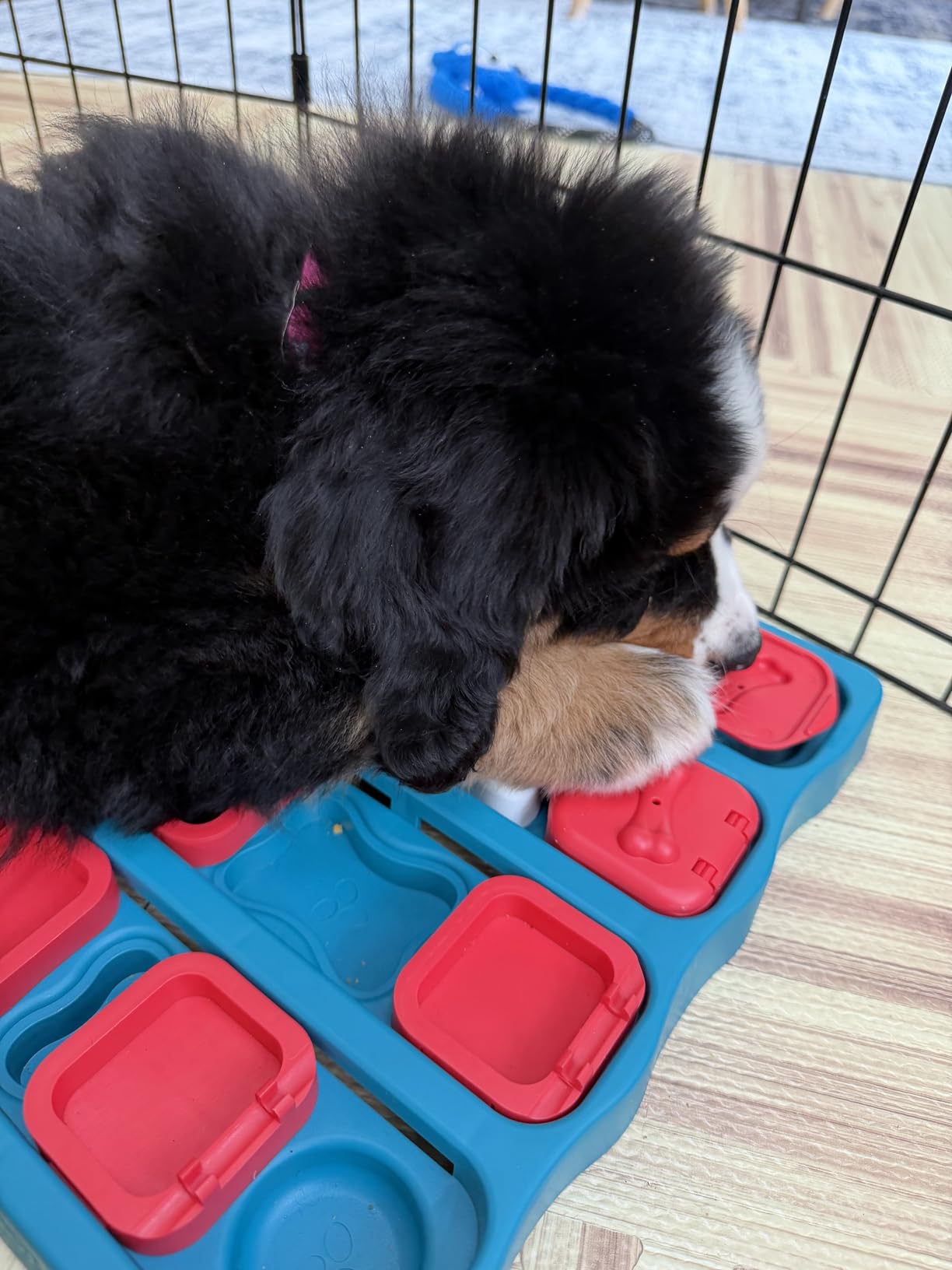 Outward Hound Nina Ottosson Dog Brick Dog Toy Treat Puzzle, Level 2 Intermediate customer photo 1