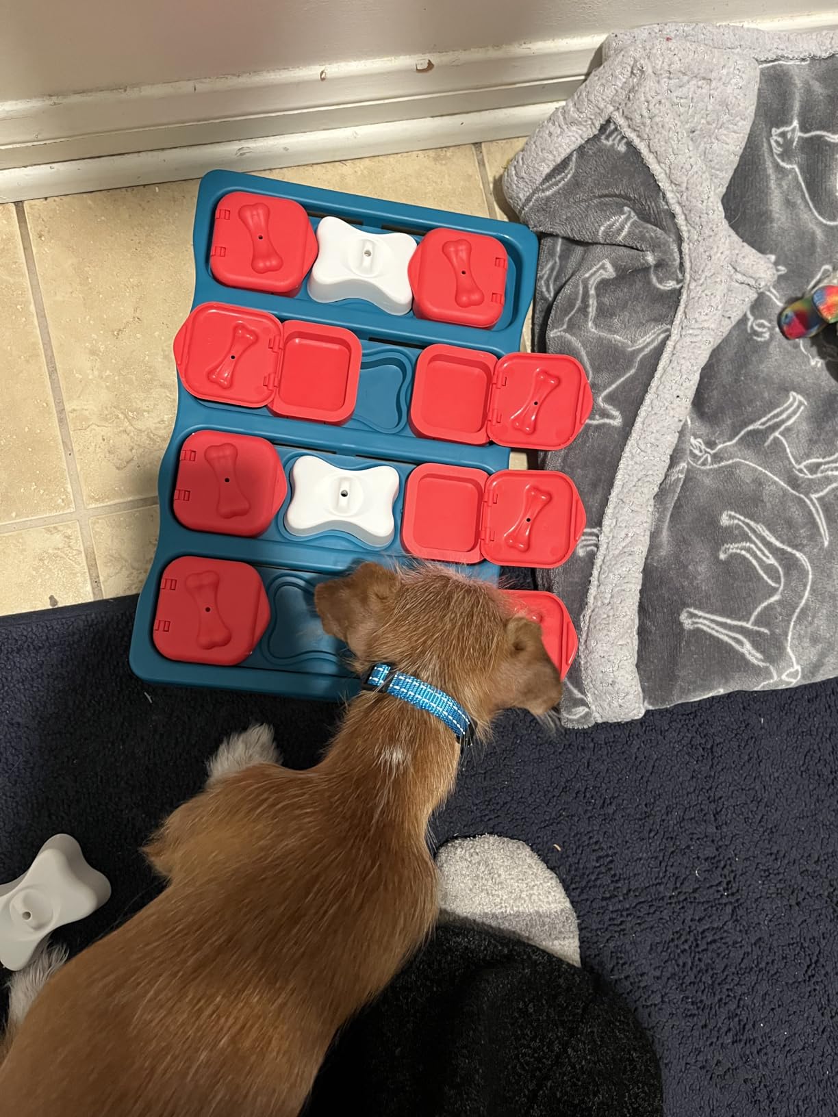 Outward Hound Nina Ottosson Dog Brick Dog Toy Treat Puzzle, Level 2 Intermediate customer photo 2