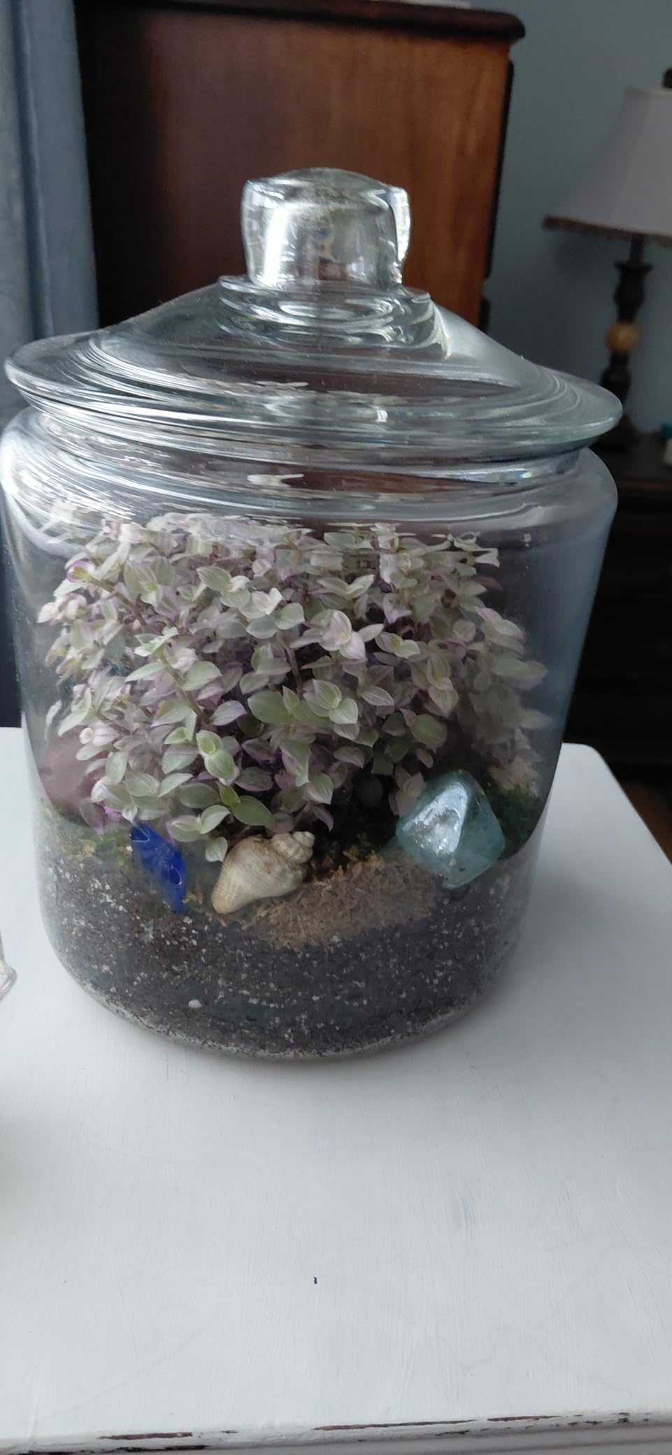 Succulent Planter Kit - Terrarium Kit with Succulent Soil, Gravel, Pebble, Moss customer photo 1