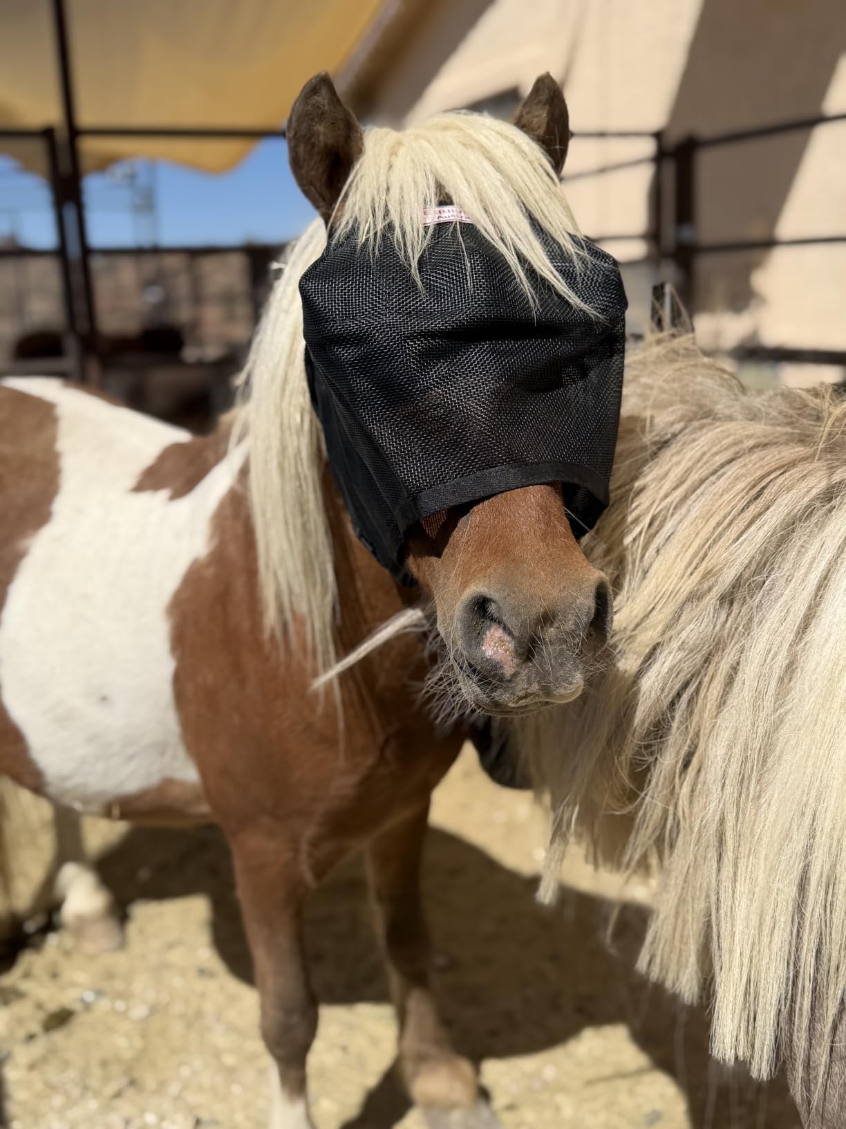 EquiVizor 95% UV Eye Protection (COB) Standard Horse Fly Mask - Help with Uveitis, Corneal Ulcer, Light Sensitivity. Designed to Stay On Your Horse, Off The Ground customer photo 1