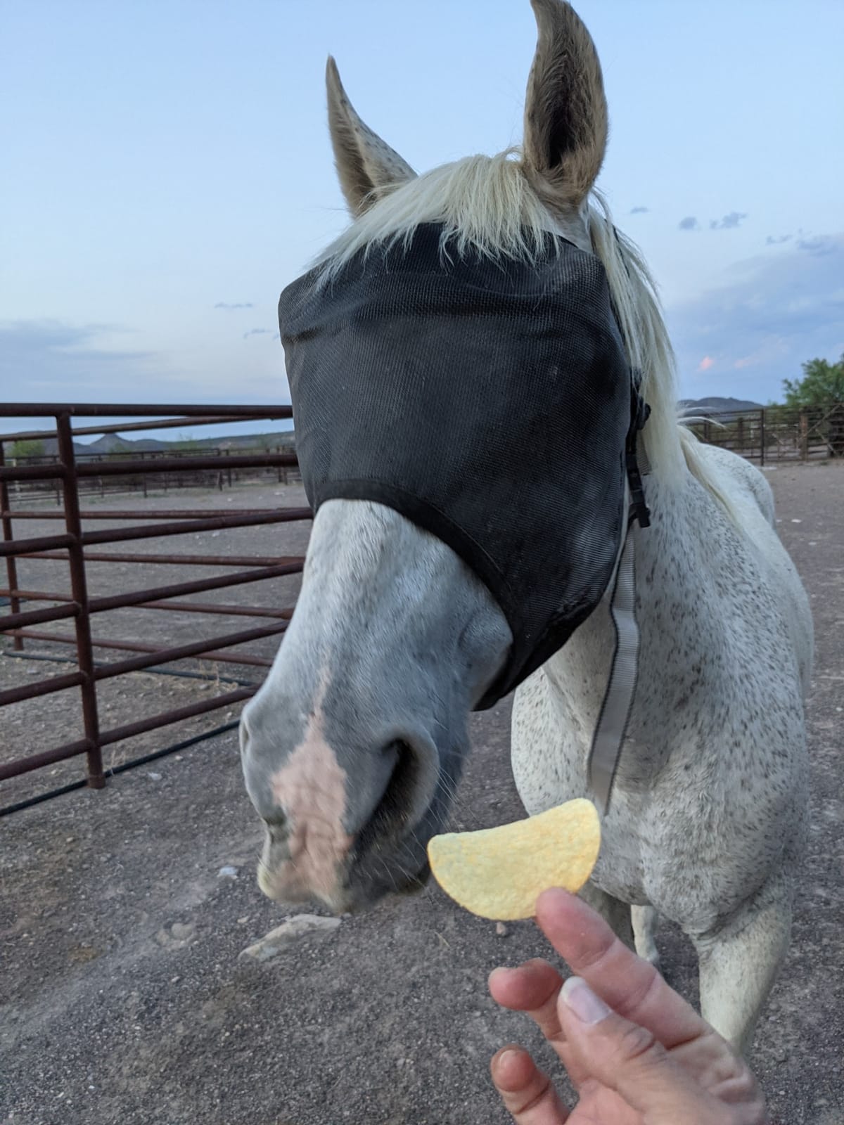 EquiVizor 95% UV Eye Protection (COB) Standard Horse Fly Mask - Help with Uveitis, Corneal Ulcer, Light Sensitivity. Designed to Stay On Your Horse, Off The Ground customer photo 2