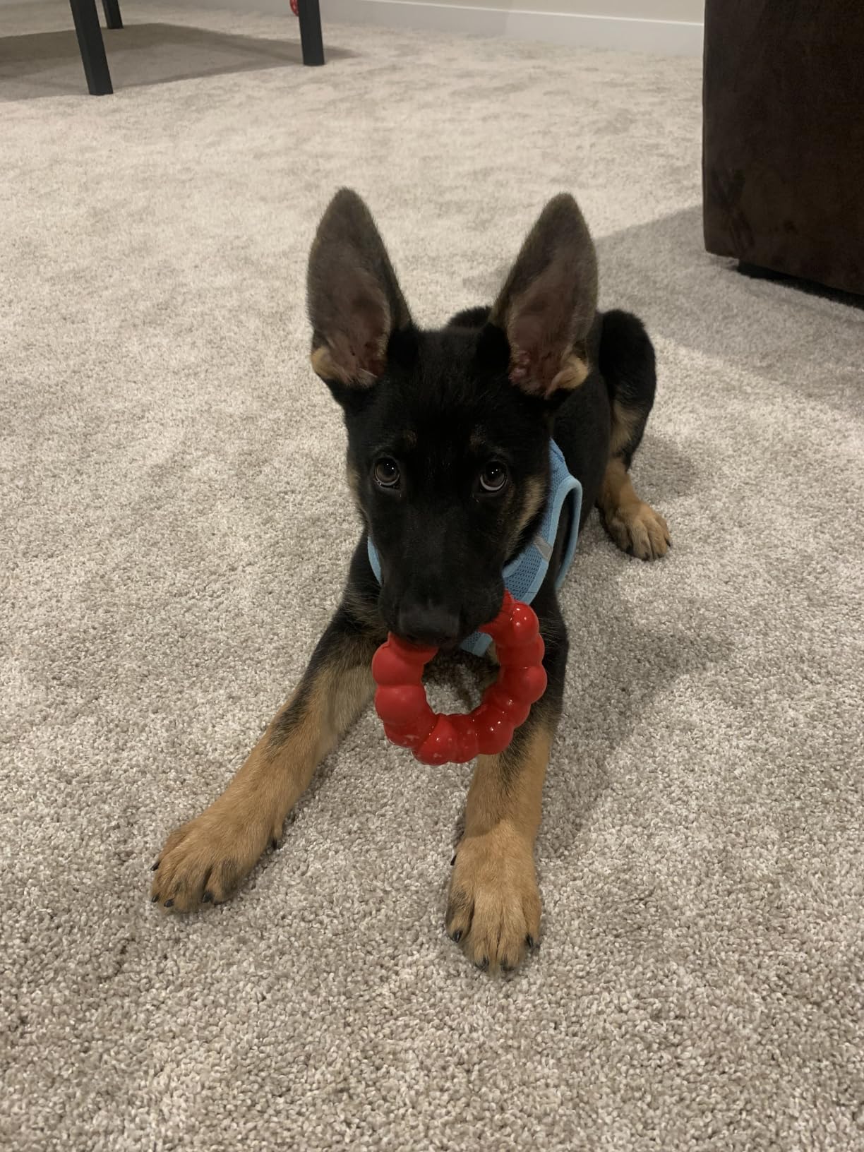 KONG Ring, Natural Rubber Chew Toy for Dental Health, for Medium/Large Dogs | KONG Natural Rubber Ring Toy That Supports Healthy Chewing Habits, Dog Dental Health & Natural Play Instincts customer photo 1