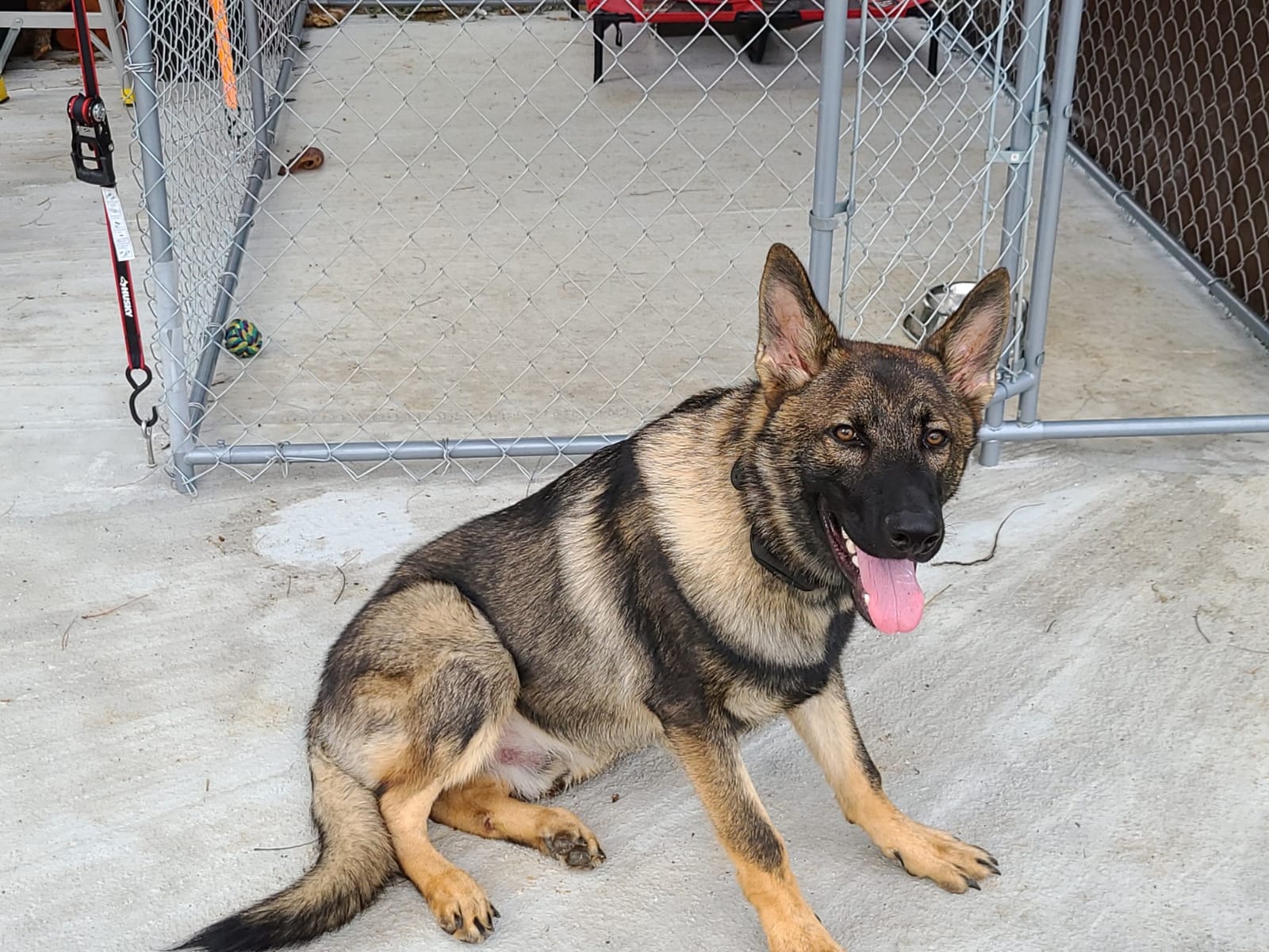 SportDOG Contain + Train System, Fence & Trainer, Up to 1 1/3 Acres | In-Ground Fence & Remote Trainer, Tone, Vibration & Static, Waterproof Collar, Expandable to Unlimited Dogs & 100 Acres customer photo 2