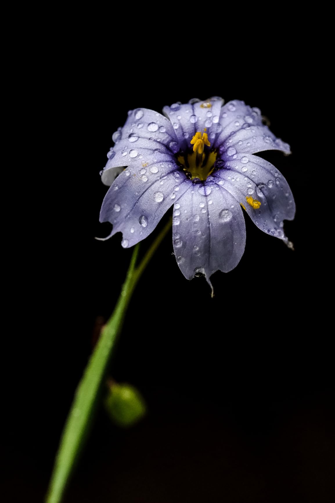 Fujifilm XF80mmF2.8 R LM OIS WR Lens customer photo 2