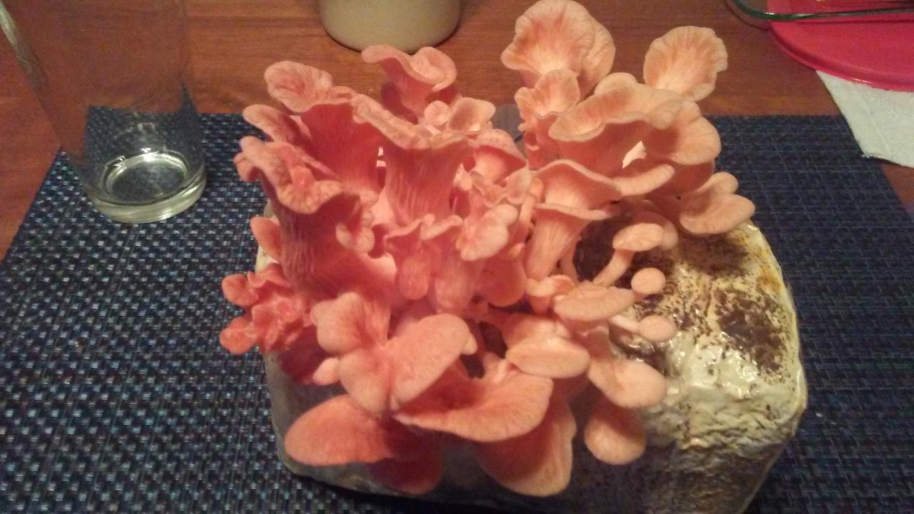 Forest Origins Pink Oyster Mushroom Grow Kit, Ready to Grow Indoors | Beginner-friendly kit that turns simple daily care into a fresh homegrown harvest, usually in about 10 days. customer photo 1