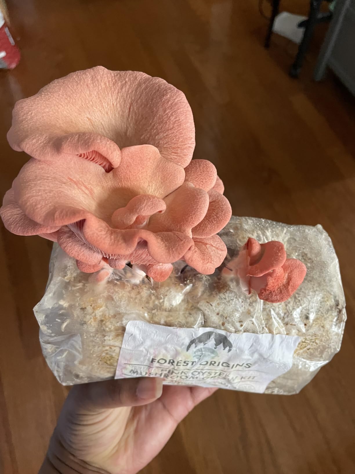 Forest Origins Pink Oyster Mushroom Grow Kit, Ready to Grow Indoors | Beginner-friendly kit that turns simple daily care into a fresh homegrown harvest, usually in about 10 days. customer photo 2