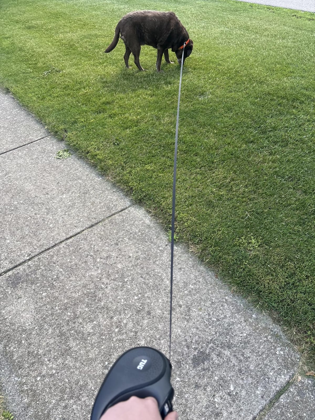 TUG Original Retractable Dog Leash, 16 ft (Medium, White) customer photo 1