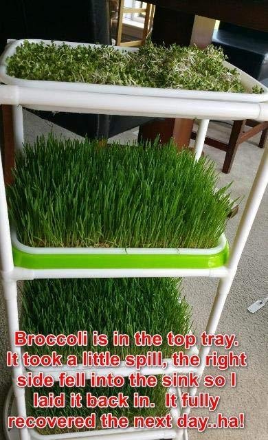 4 Layers Sprout Trays with Extra Strength Plastic Shelf Soil-Free Healthy Wheatgrass Seeds Grower & Storage Trays for Garden Home Office | BPA Free PP Soil-Free Hydroponic Growing & Storage Trays for Mung Beans, Microgreens, Wheatgrass for Home, Indoor Garden customer photo 2