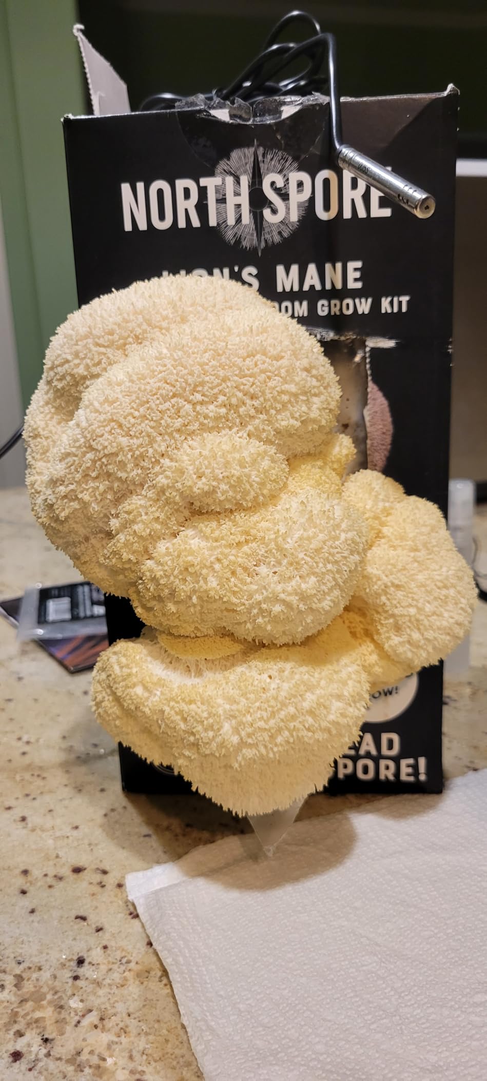 North Spore Organic Lion's Mane Mushroom Grow Kit, 4 lbs | Beginner-friendly Mushroom Spray & Grow Kit, USDA-Certified Organic, Harvest in 14-21 Days, Non-GMO, Handmade in Maine, USA customer photo 1