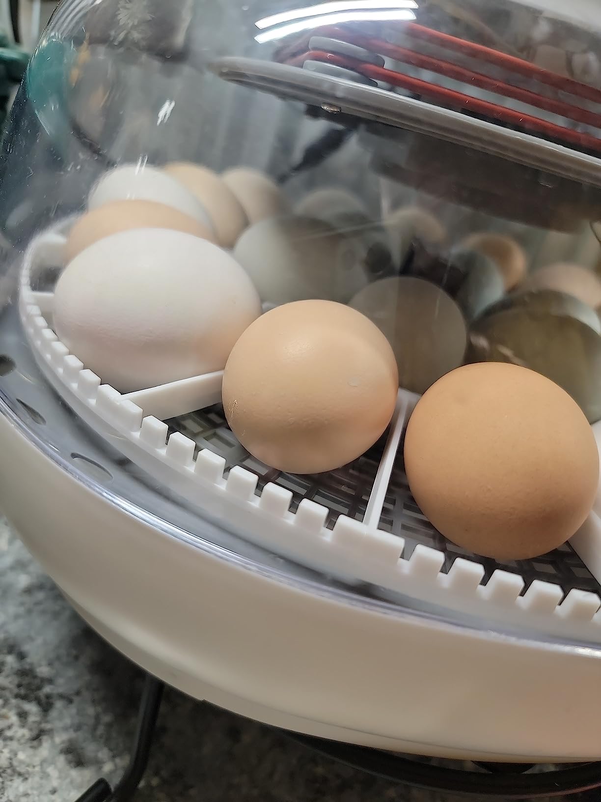 Harris Farms Nurture Right Egg Incubator with Auto Turner, Holds 22 Eggs customer photo 2