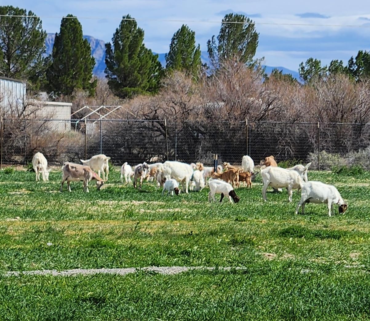 REDMOND Goat Mineral Rock on a Rope, Unrefined Salt (3-5 LB Rock) customer photo 1