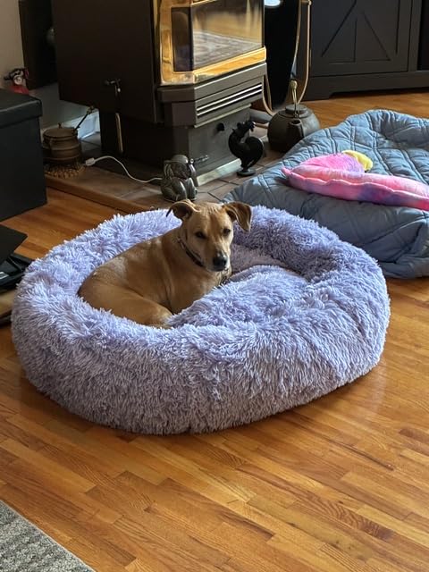 Best Friends by Sheri Original Calming Donut Dog Bed, Oyster, Small, 23