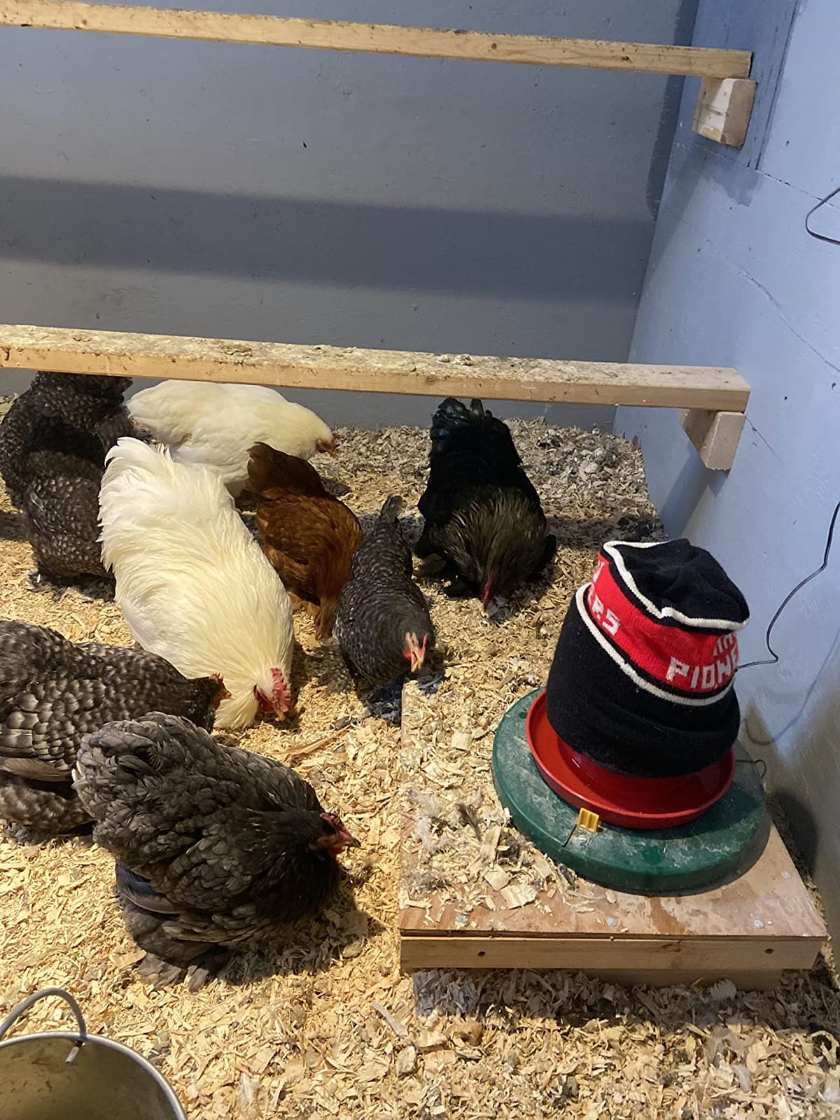 My Favorite Chicken Heated Poultry Waterer Base - 28W Electric Chicken Water Heater for Winter, Freeze-Proof to -20F, Adjustable Heated Waterer Base for Chicken Waterers & Founts customer photo 2