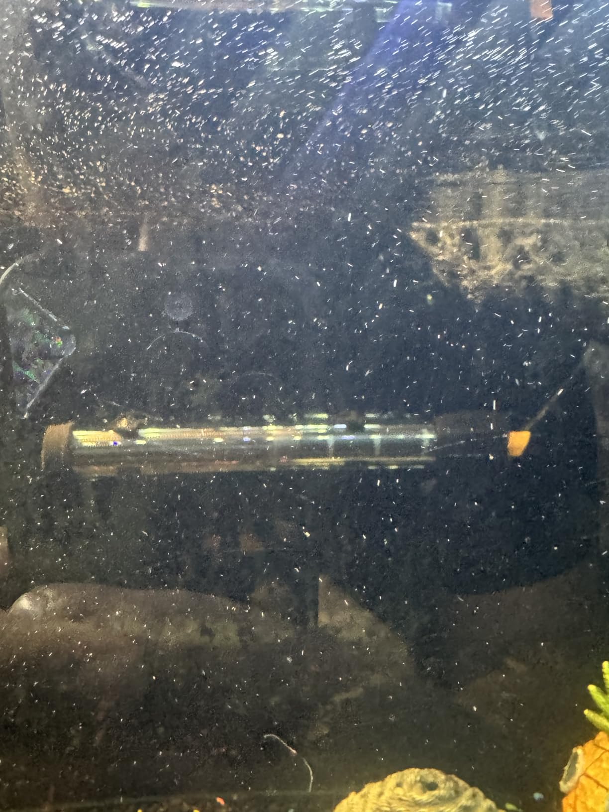 Orlushy Submersible Aquarium Heater, Adjustable Fish Tank Heater with Free Thermometer Suitable for Marine Saltwater and Freshwater customer photo 2