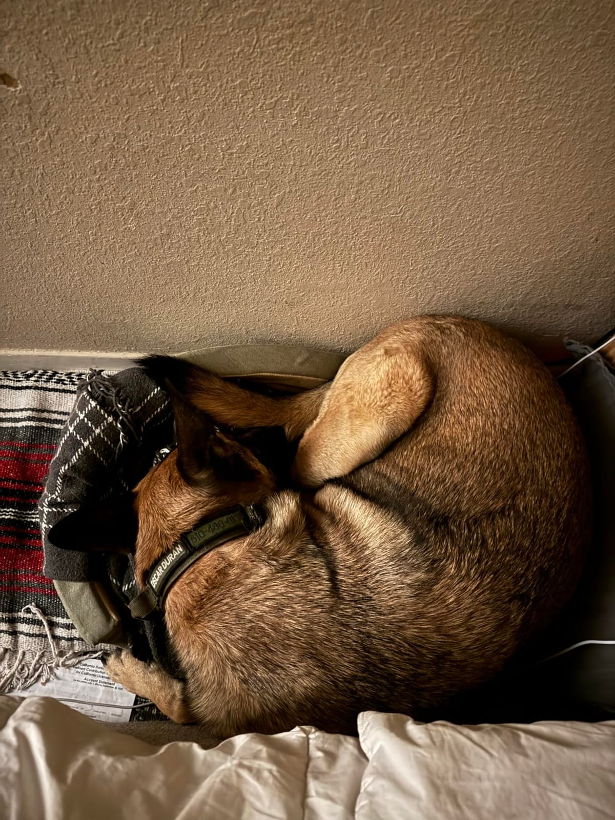 K&H Heated Dog Bed, Thermo-Snuggly Sleeper Indoor, Safety Listed, Medium 6W | Removable Waterproof Dog Heating Pad, Calming Pillow Pet Bed, Machine Washable, 26x20in, Sage/Tan customer photo 1