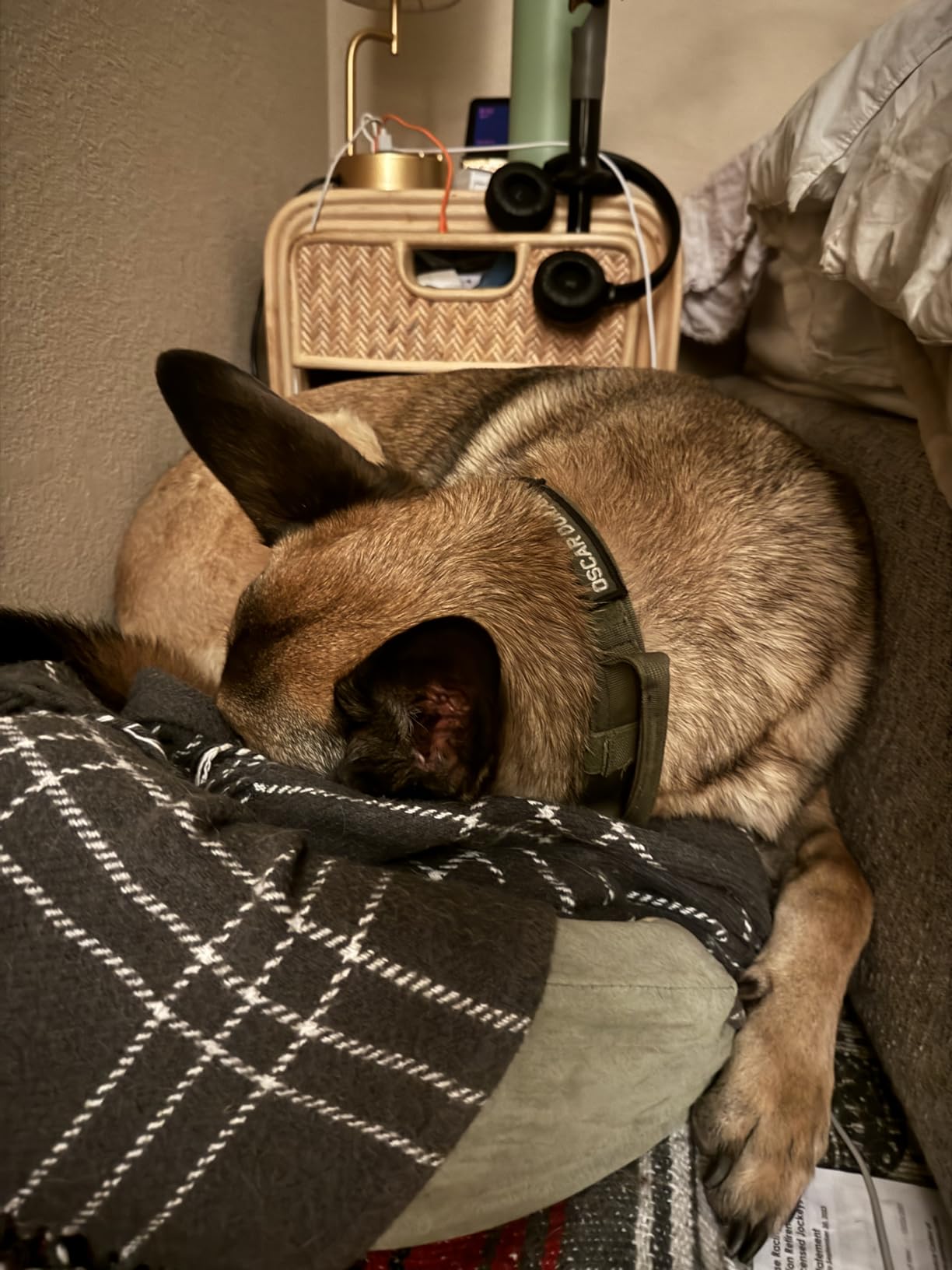 K&H Heated Dog Bed, Thermo-Snuggly Sleeper Indoor, Safety Listed, Medium 6W | Removable Waterproof Dog Heating Pad, Calming Pillow Pet Bed, Machine Washable, 26x20in, Sage/Tan customer photo 2