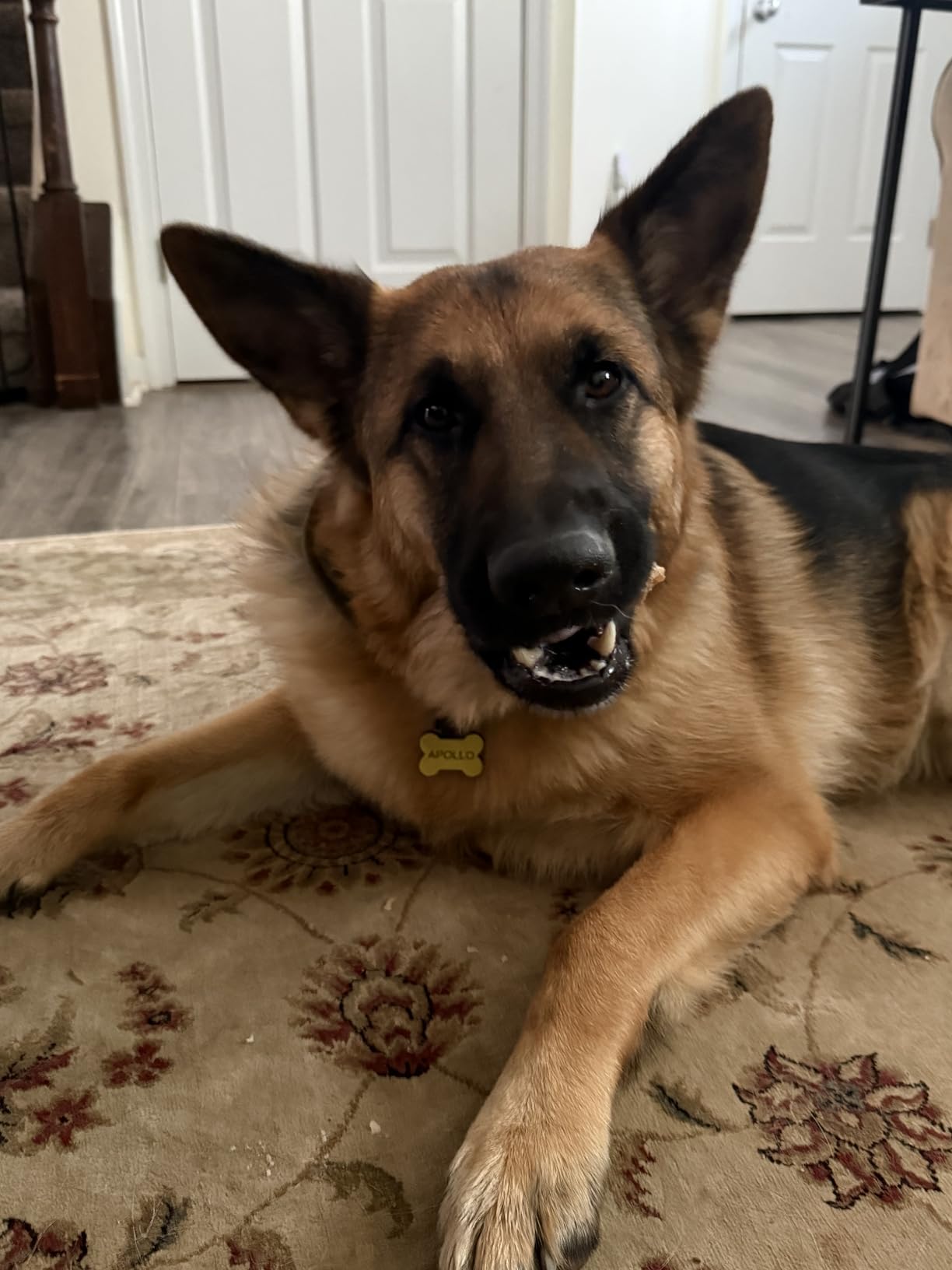 EcoKind Yak Cheese Himalayan Dog Chews, Yak Chews for Large Dogs, 4-5 Bones | 1 Lb customer photo 1