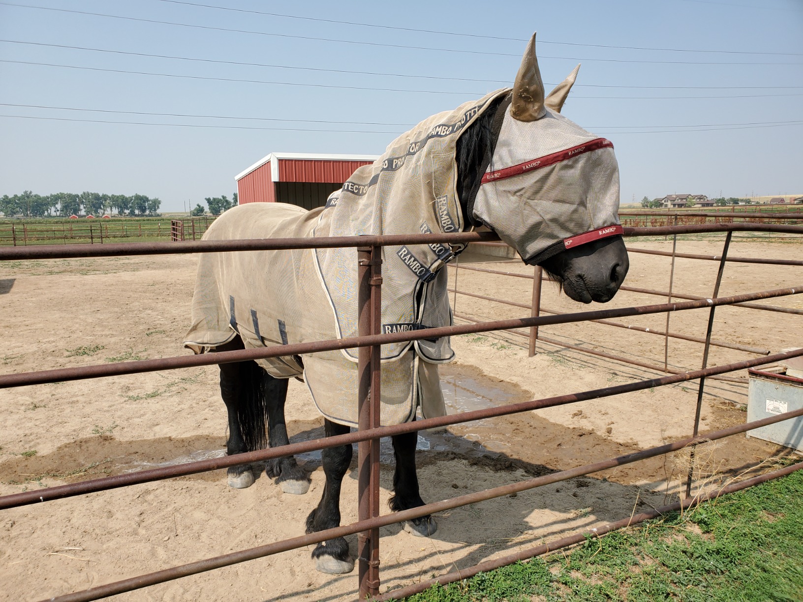 Horseware Rambo Protector Fly Sheet - Silver/Navy & White & Beige, 81 inches customer photo 1