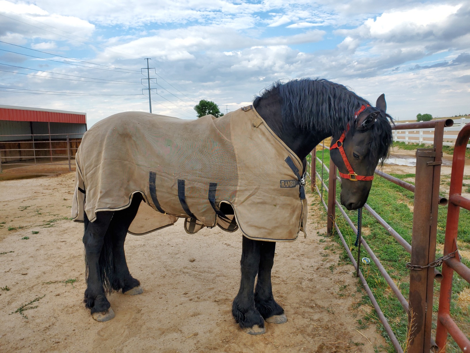 Horseware Rambo Protector Fly Sheet - Silver/Navy & White & Beige, 81 inches customer photo 2