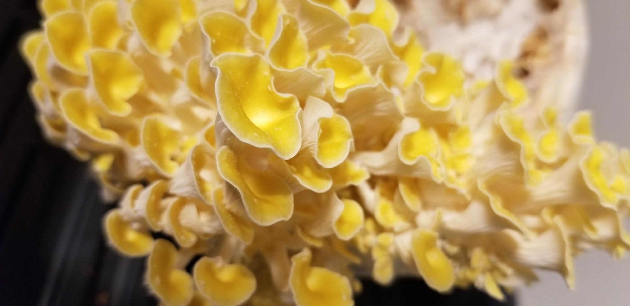 Root Mushroom Farm-Golden Oyster Mushroom Grow Kit customer photo 1