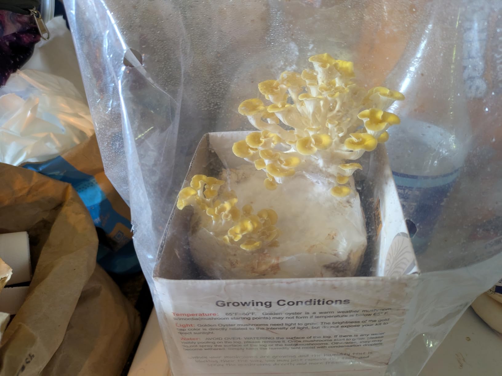Root Mushroom Farm-Golden Oyster Mushroom Grow Kit customer photo 2