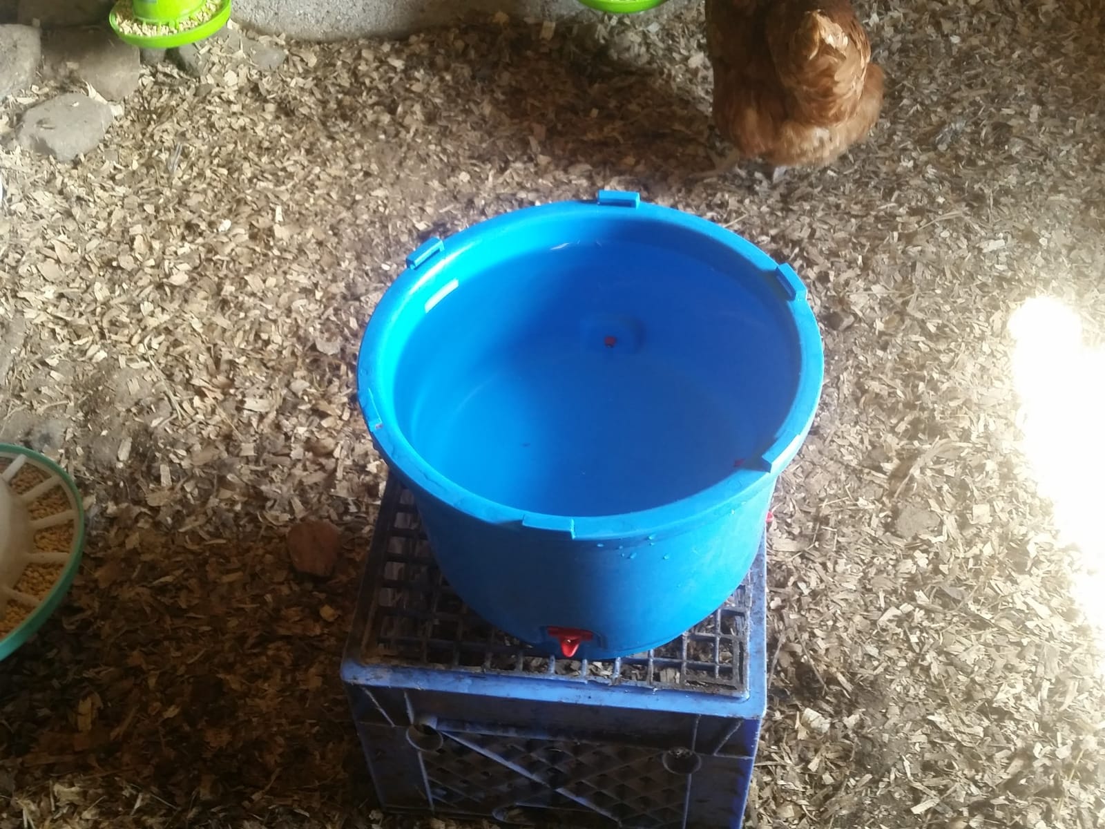 Premier 1 All-Season Heated Poultry Waterer for Chickens & Ducks - 3 Gallon | 100W thermostat keeps water unfrozen to -20°F customer photo 1