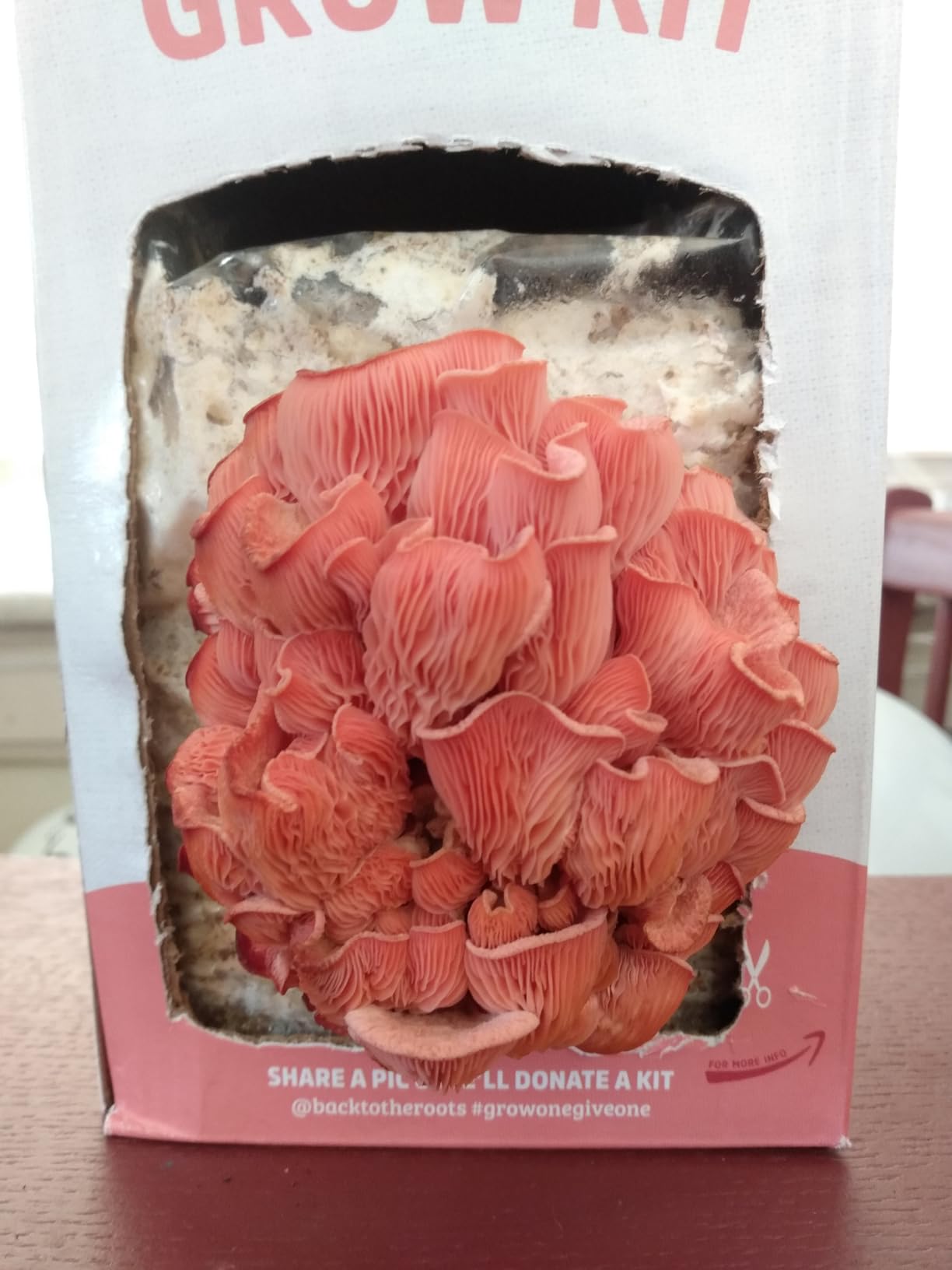Back to the Roots Organic Pink Mushroom Grow Kit, Harvest Gourmet Mushrooms In 10 Days customer photo 1