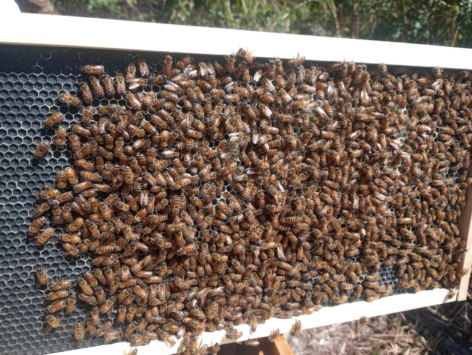 Hoover Hives: The Original Beeswax Coated Beehive Kit. Includes 2 Deep & 1 Medium Boxes with 10 Wooden Frames & Heavy Wax Coated Foundations. Easy Assembly with Predrilled Holes & Screws (Unassembled) customer photo 1