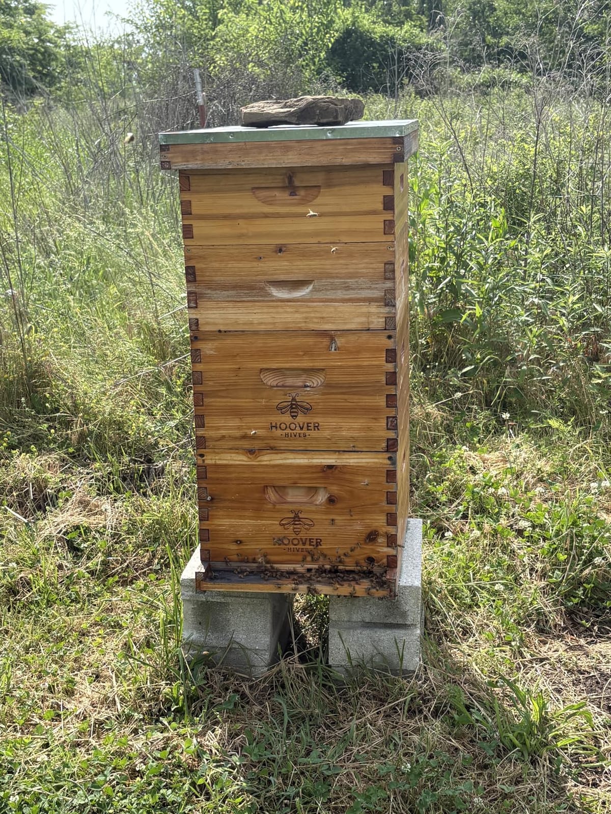 Hoover Hives: The Original Beeswax Coated Beehive Kit. Includes 2 Deep & 1 Medium Boxes with 10 Wooden Frames & Heavy Wax Coated Foundations. Easy Assembly with Predrilled Holes & Screws (Unassembled) customer photo 2