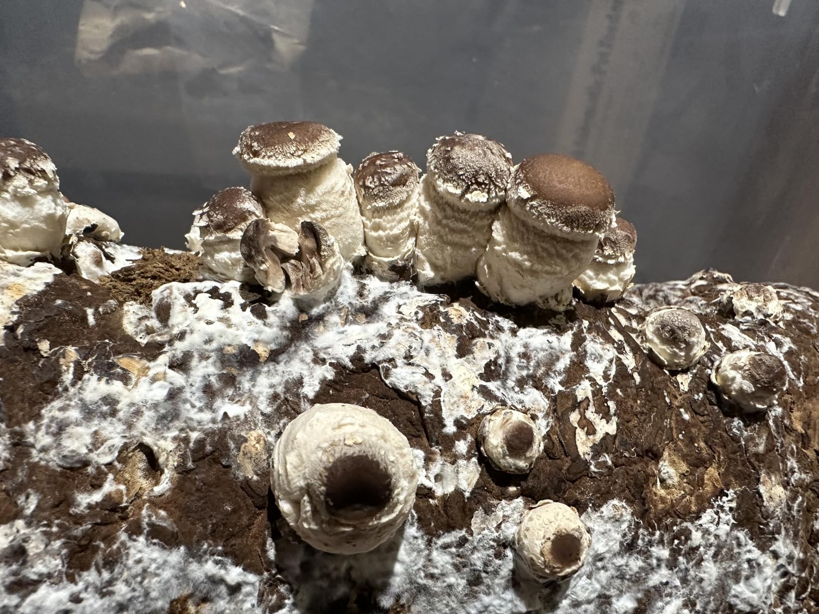 Root Mushroom Farm-Shiitake Grow Kit customer photo 2