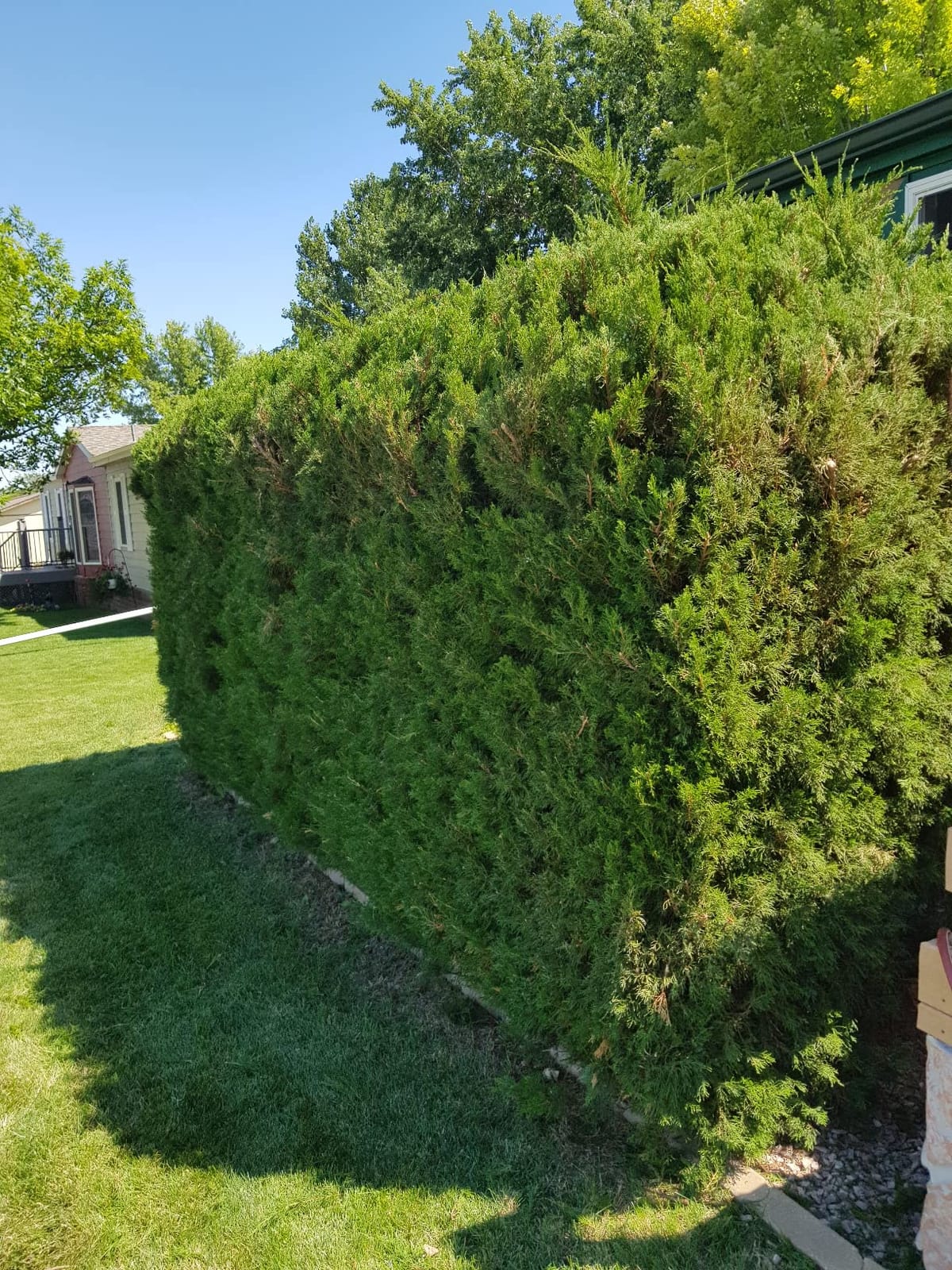 WORX Cordless Hedge Trimmer, 20V 22 Inch Bush Trimmer, WG261, 22 inch dual-action blade, lightweight 5.5-lb design, 20V 2.0A battery and charger included, PowerShare customer photo 2
