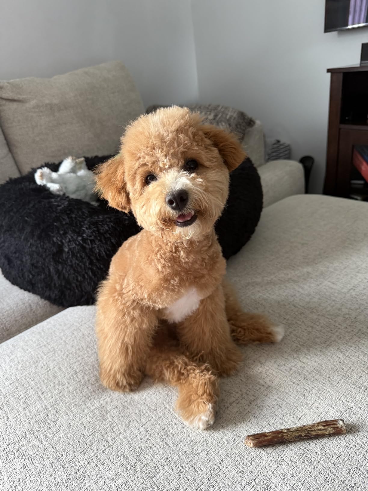 Dual Motor High Velocity Pet Dog Grooming Force Hair Dryer/Blower 6.0HP (DHD-2400F) customer photo 1