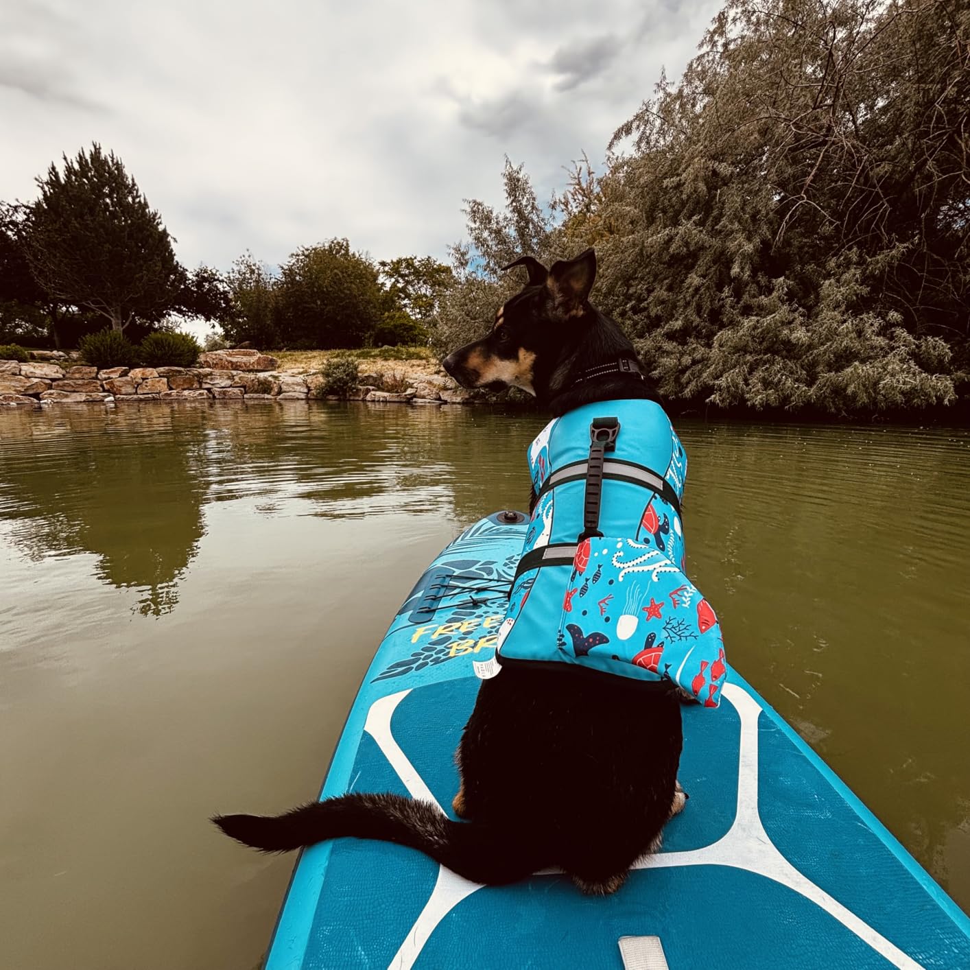 ASENKU Dog Life Jacket - Pet Safety Vest for Swimming & Boating, Shark Life Jacket with Floatation, Dog Lifesavers Swimsuits for Small Medium Large Dogs (Grey, XL) customer photo 1