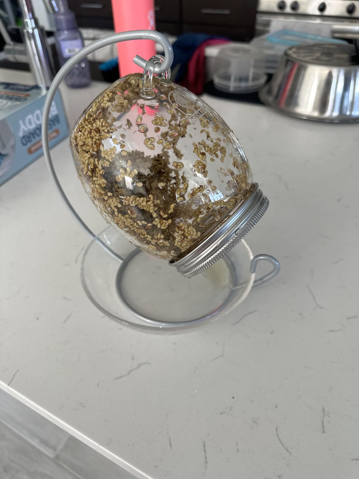 Premium Sprouting Jar Kit - Unique 30 oz Wide Mouth Sprouting Jar, Stand, Tray and 316 Stainless Screen Lid | Decorative Indoor Seed Sprouter and Germinator (1 Kit) customer photo 1
