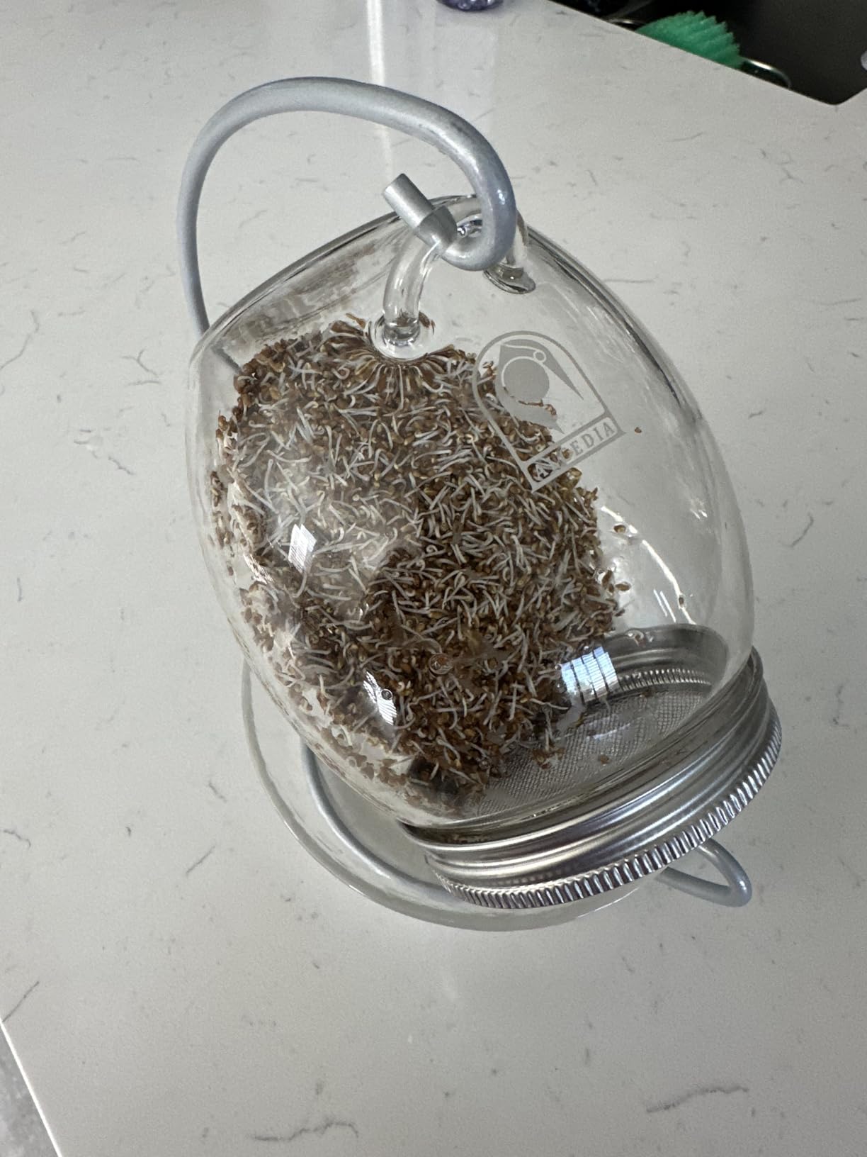 Premium Sprouting Jar Kit - Unique 30 oz Wide Mouth Sprouting Jar, Stand, Tray and 316 Stainless Screen Lid | Decorative Indoor Seed Sprouter and Germinator (1 Kit) customer photo 2