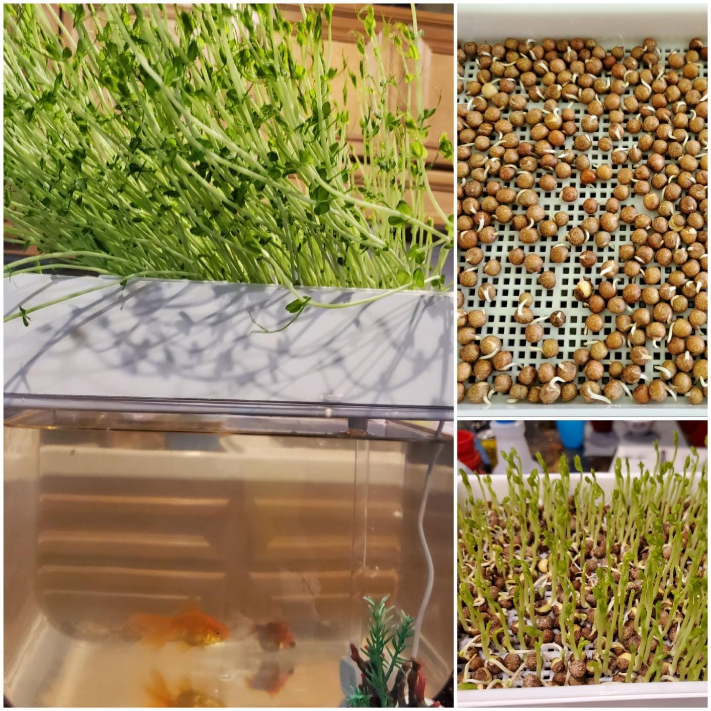 Hydroponic Garden Aquaponic Fish Tank Plants Growing System Self-Cleaning Seed Sprouter Tray customer photo 2