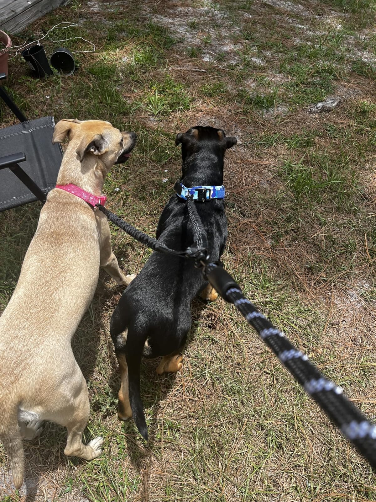 iYoShop Double Dog Leash, 360° Swivel, No Tangle, Large, 25-150 lbs, Black customer photo 1